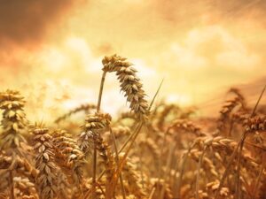 Celiac is a chronic digestive and autoimmune disorder that is triggered by ingesting gluten such as that found in wheat.