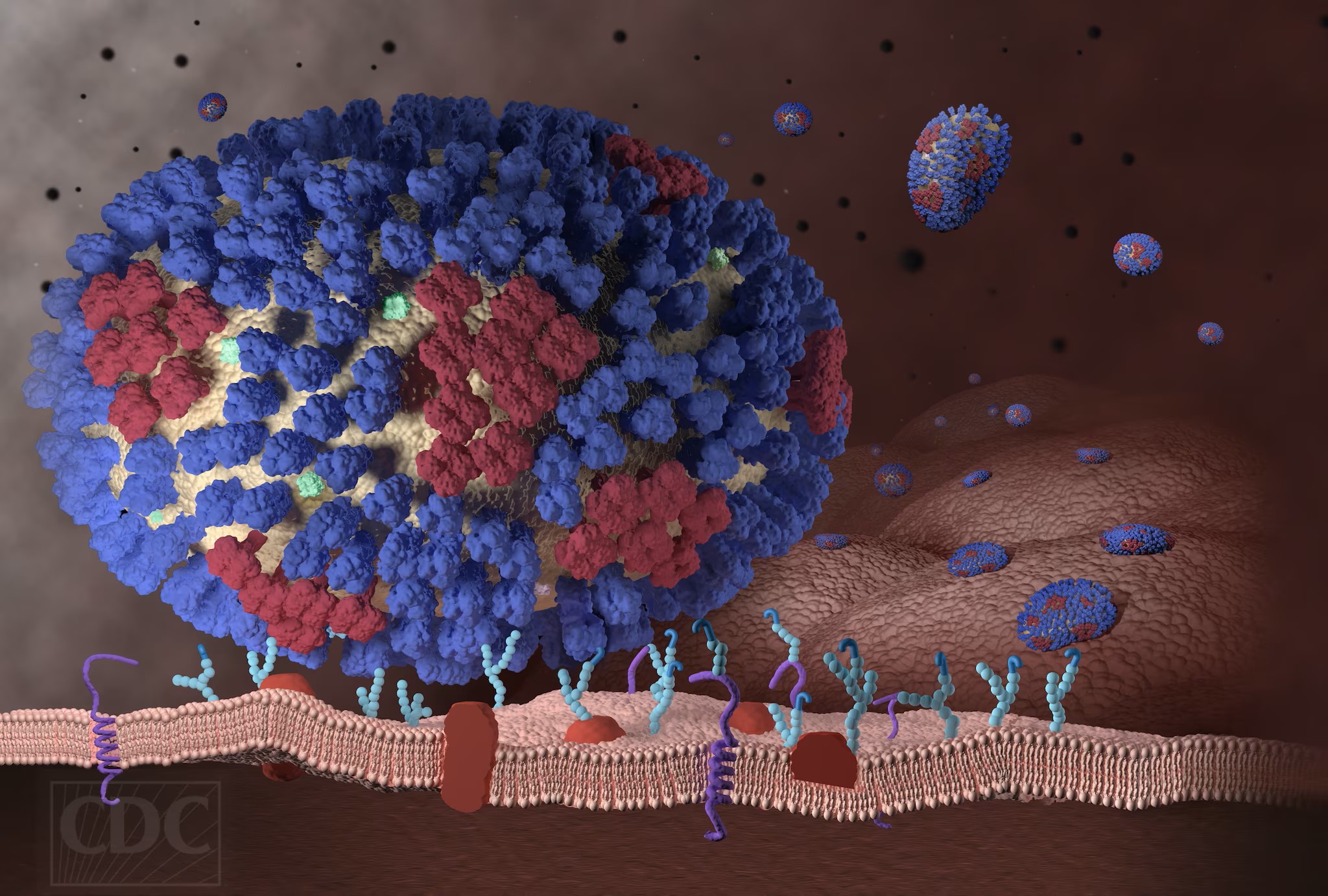 National Influenza Vaccination Week Reminder – It’s Not Too Late!