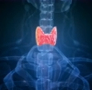 Location of the thyroid gland